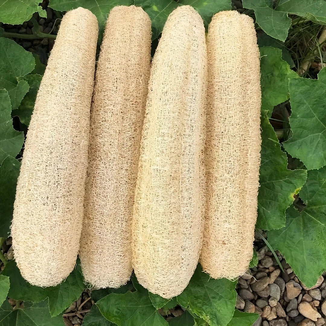 Natural Loofah Organic Luffa Bath Sponges